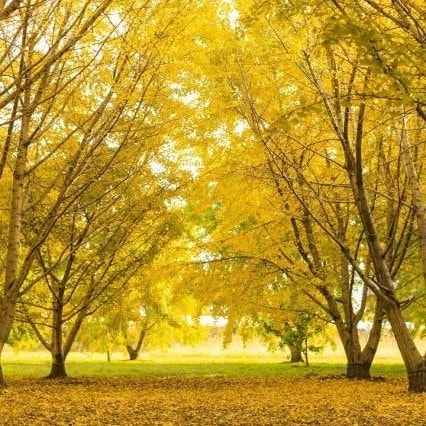 ニコニコグループ観光画像太原のイチョウ