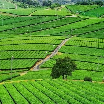 ニコニコグループ観光画像