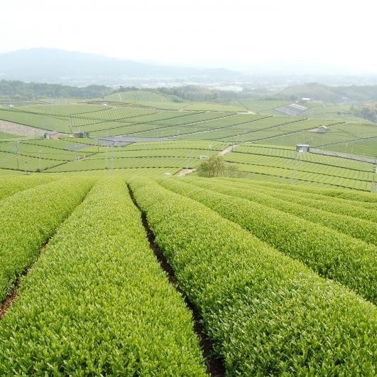 ニコニコグループ観光画像