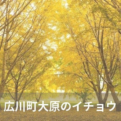 ニコニコグループ観光画像太原のイチョウ