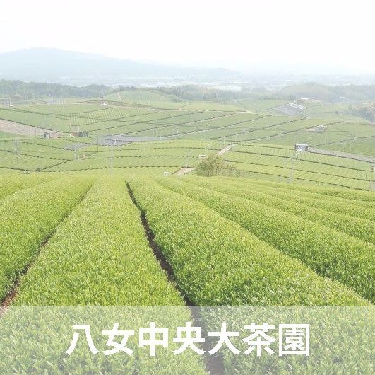 ニコニコグループ観光画像